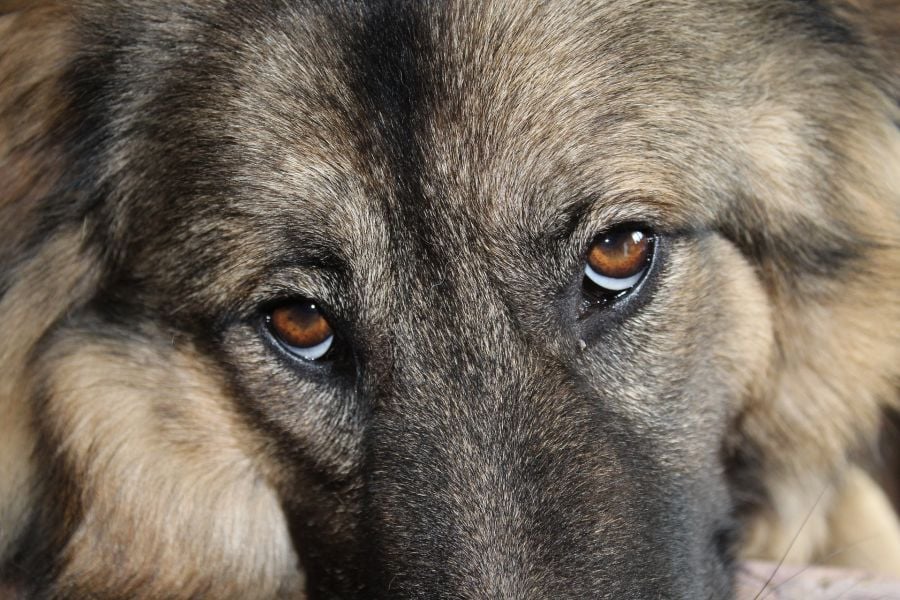 Zdrowe oczy psa, białko oka jest białe, a rogówka szklista.