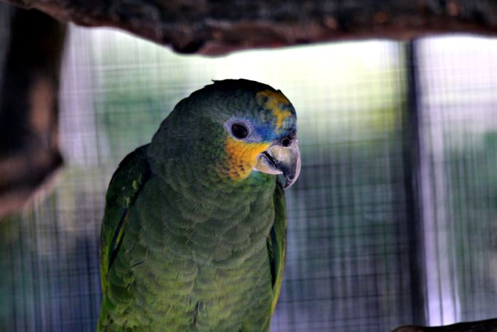 Papuga w klatce