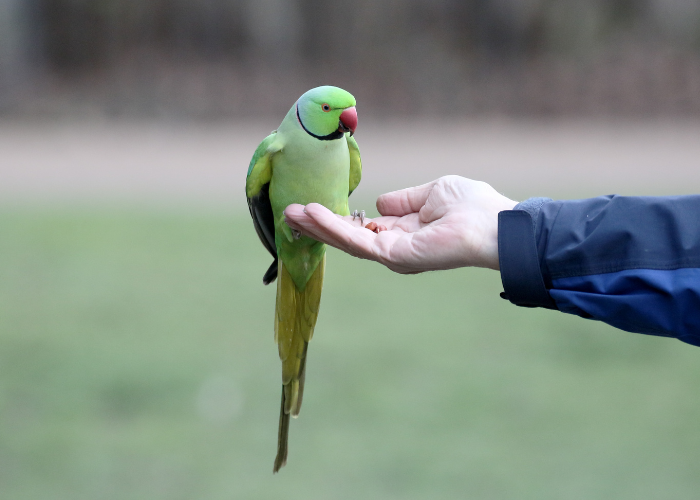 Papuga aleksandretta obrożna na ręce człowieka.