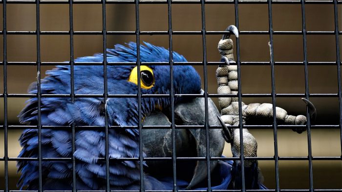 Papuga ara w klatce