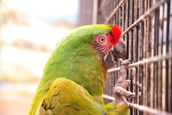 Papuga ara siedzi na klatce