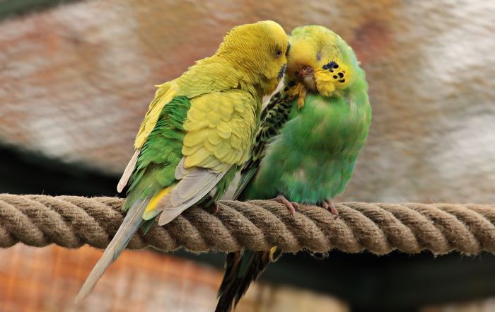 Dwie papużki przytulone w wolierze.