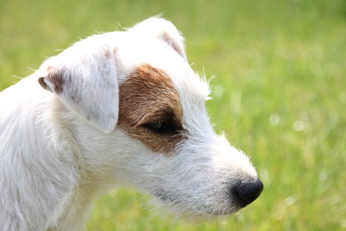 Parson Russell Terrier ma wydłużony pysk i szorstką sierść.