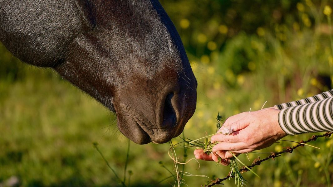 Niektóre rośliny i warzywa mogą zmniejszać ryzyko zarobaczenia się konia, są to m.in. pietruszka, czystek, dynia.