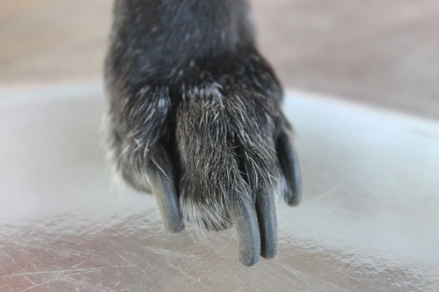 Za długie pazury u psa. Powodują one dyskomfort, a jako długotrwały stan mogą prowadzić do kulawizn, zwyrodnień stawów czy nawet złamań palców.