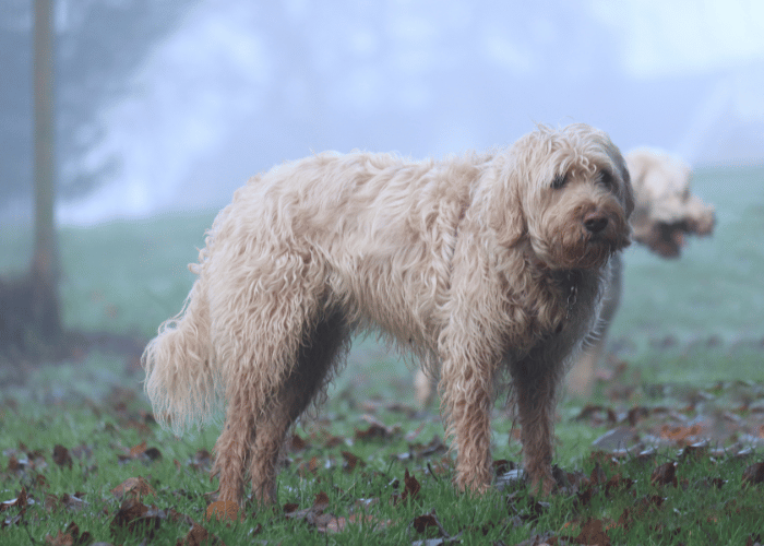 Otterhound pies.