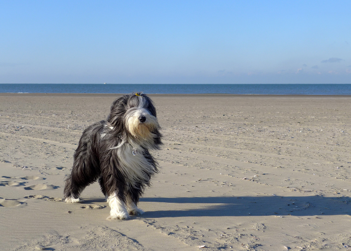 Pies bearded collie nad morzem.