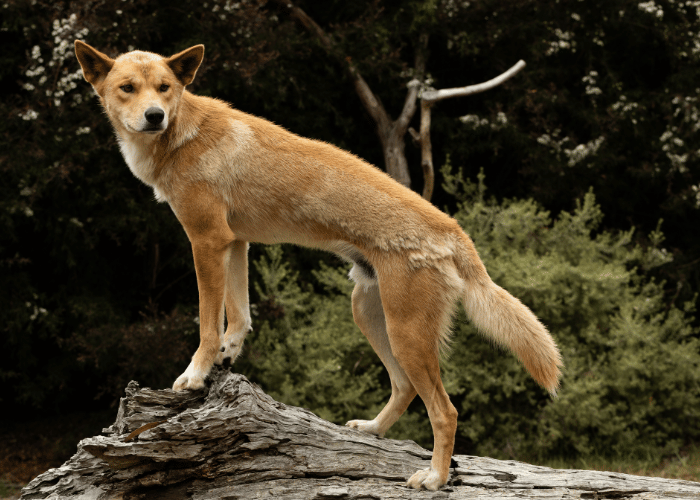 Dingo.