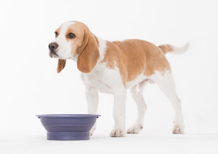 Beagle przy miskach na karmę