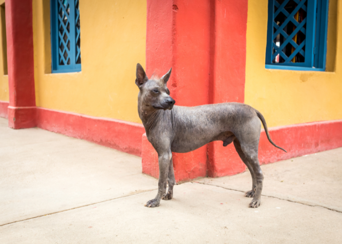 Nagi pies peruwiański w Peru.