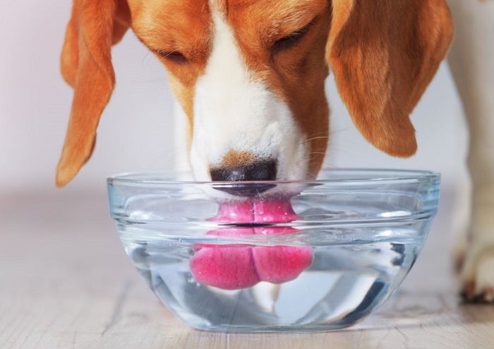 Pies pije wodę z miski