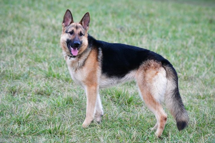 Szarik to pies owczarek niemiecki krótkowłosy.