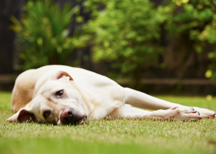 Labrador leży na trawie.