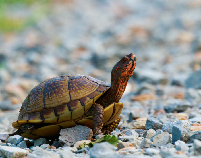 Jak rozpoznać płeć żółwia dorosłego?