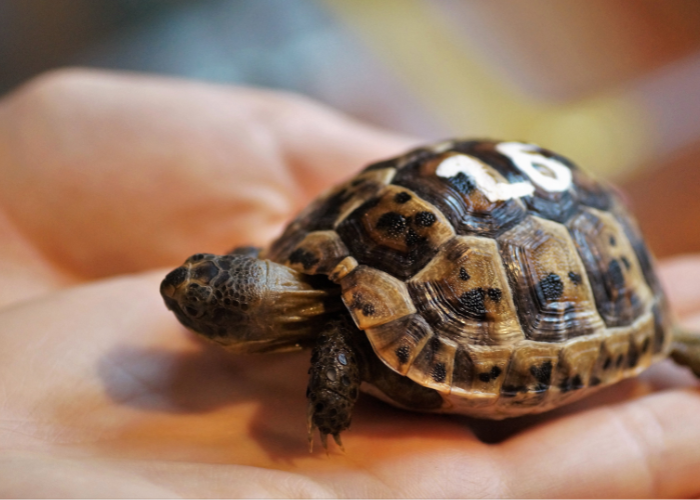 Jak rozpoznać płeć małego żółwia?