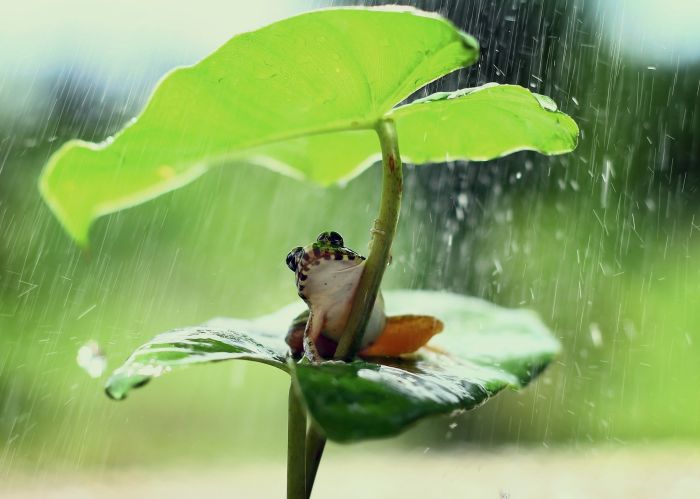 Żaba pod liściem chowa się w czasie deszczu