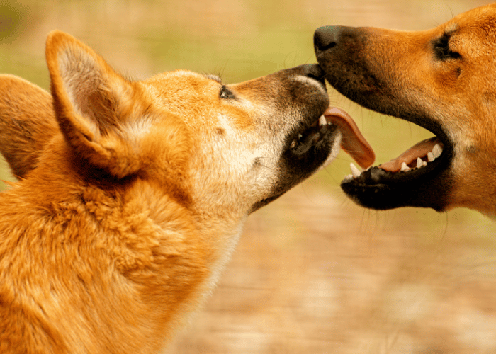 Dingo australijskie.