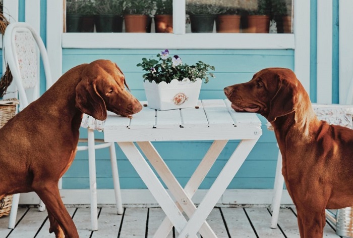 Dwa psy przy stole.