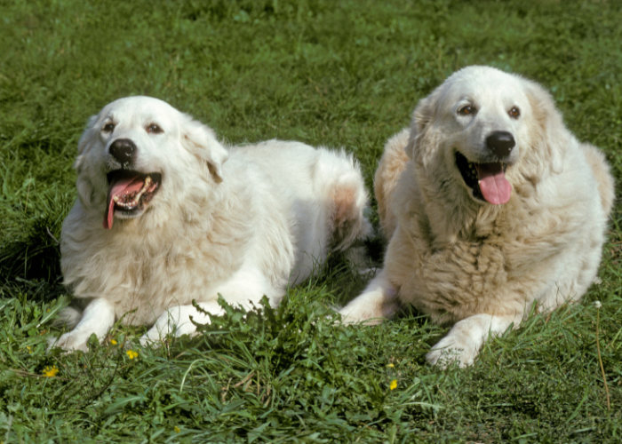Dwa pirenejskie psy górskie.