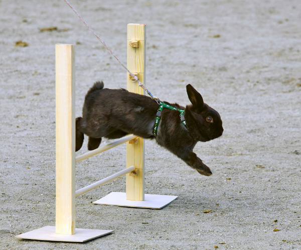 Skaczące króliki - czyli rabbit hopping.