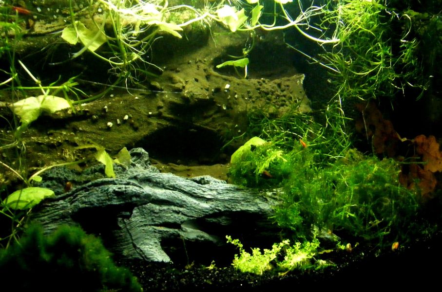 Bujne rośliny zielone w akwarium
