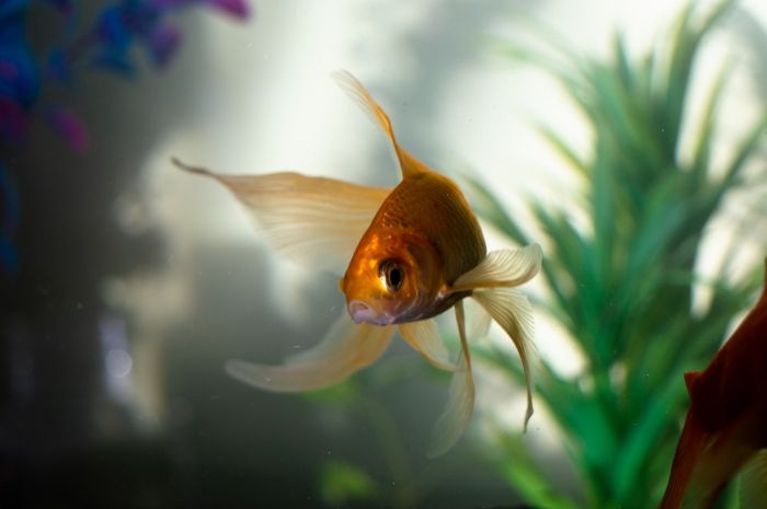 Złota rybka w akwarium z roślinnością.