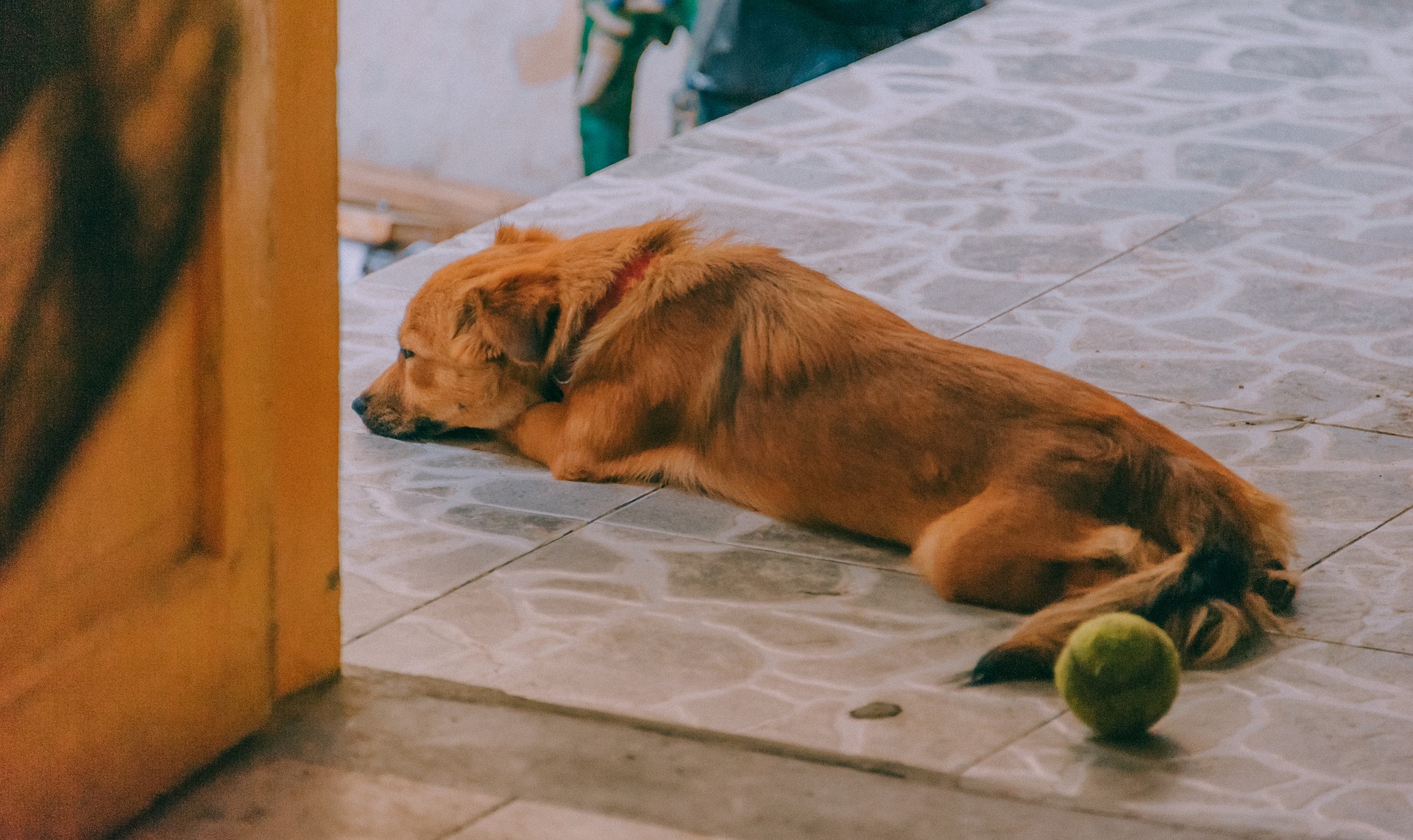 Najczęstszą przyczyną kaszlu u psa są banalne przeziębienia i zapalenia górnych dróg oddechowych. Zdarza się to – podobnie jak u człowieka – w przypadku przemoczenia, przechłodzenia organizmu, które umożliwia namnażanie się chorobotwórczych drobnoustrojów. 