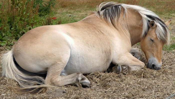 Koń śpi na leżąco.