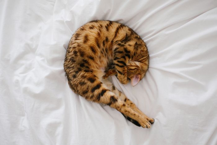 Kot bengalski w łóżku