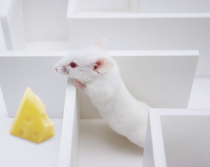 Mysz chce zjeść ser żółty.
