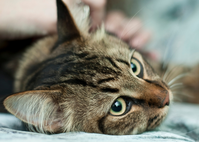 Ślinotok u kota: najczęstsze przyczyny i objawy. Co robić?