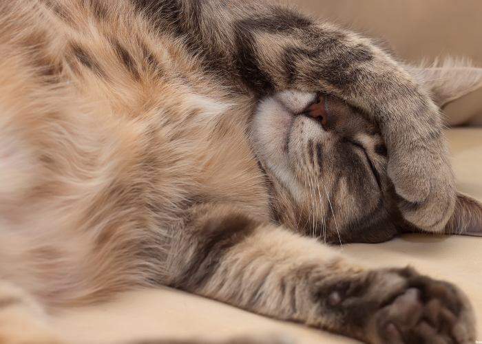 Ślinotok u kota: najczęstsze przyczyny i objawy. Co robić?