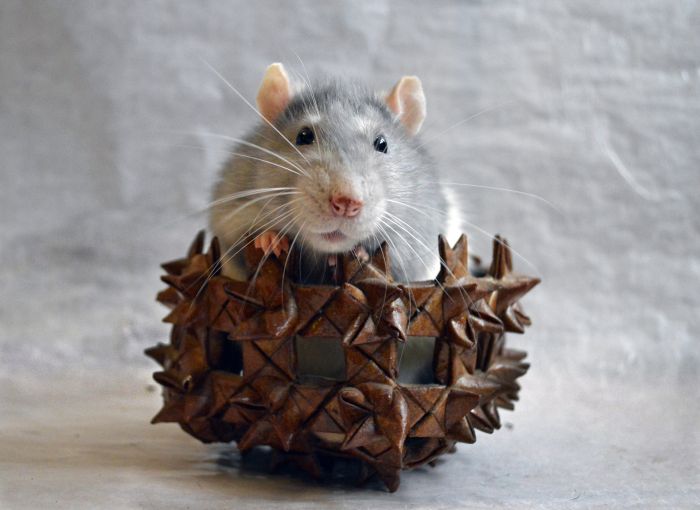 Szczur w legowisku, w kształcie koszyczka.