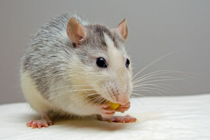 Szczur gryzie ziarenko kukurydzy.