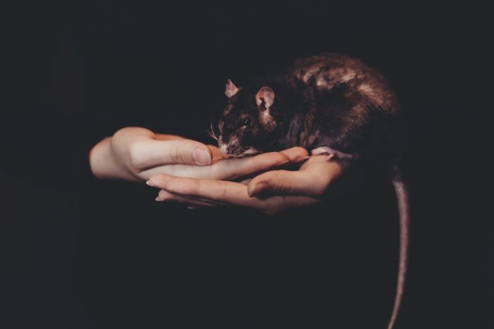 Szczur na rękach dziewczyny.