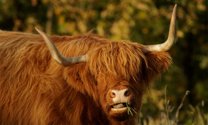 Szkocka krowa żuje trawę