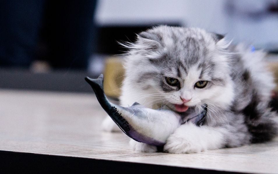 Kot bawi się pluszową rybą.