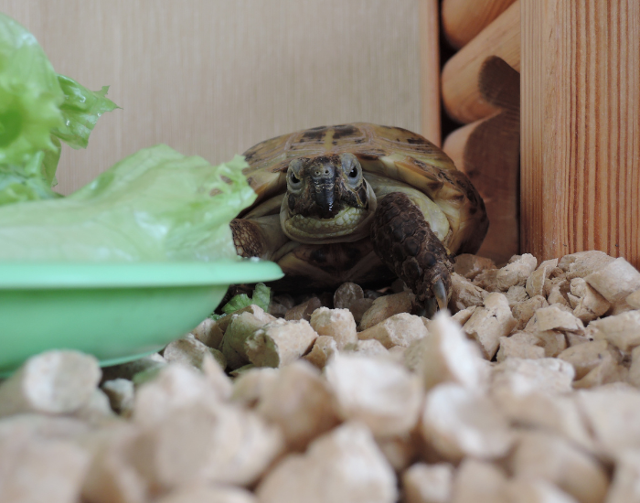 Wyposażenie terrarium dla żółwia.