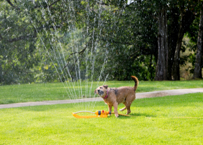 Patterdale terrier bawi się wodą.