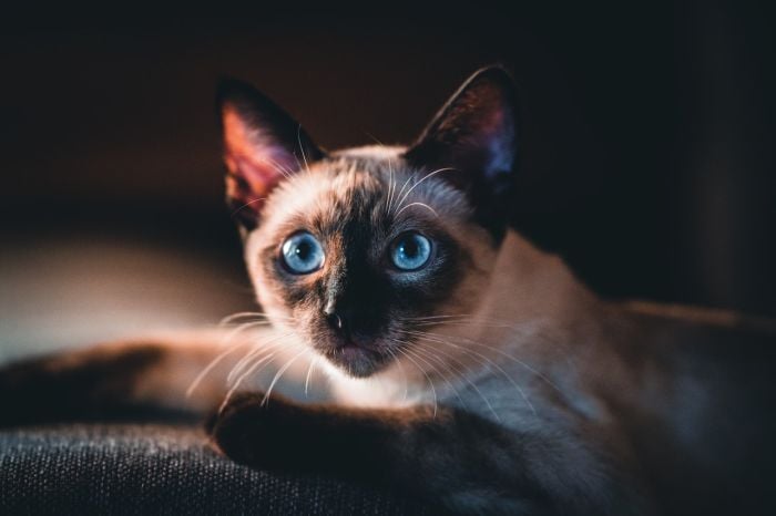 Tonkinese Katze mit blauen Augen.