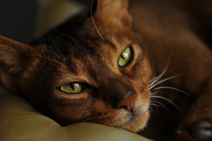 Kot abisyński z zielonymi oczami.