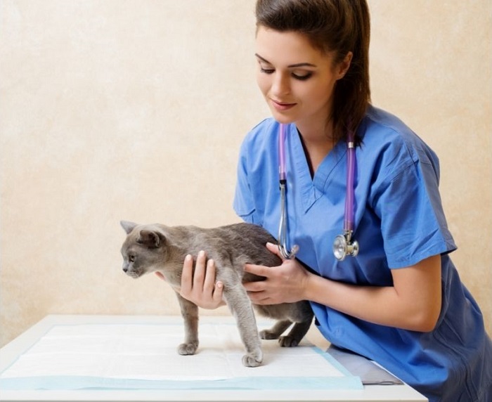 Weterynarz trzyma kota na stole w lecznicy.