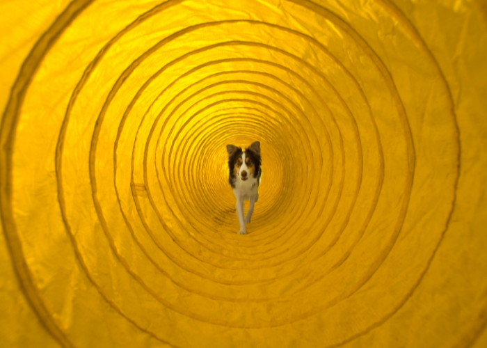 Tunel do agiliy dla psa.