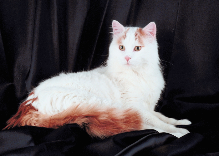 Turecki van jest kotem średniej wielkości o półdługiej sierści.