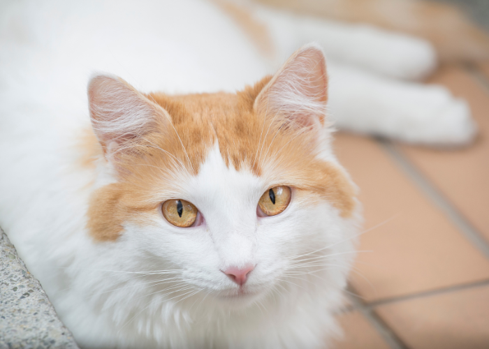 Kot turecki van z charakterystycznymi rudymi łatami na białej sierści.