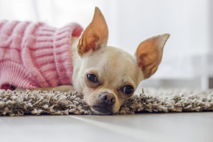 Chihuahua w ubranku dla psa małego.