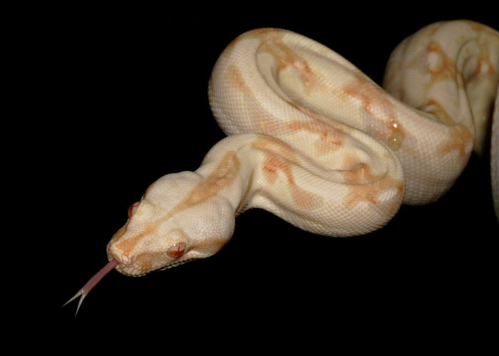 Boa dusiciel albinos.