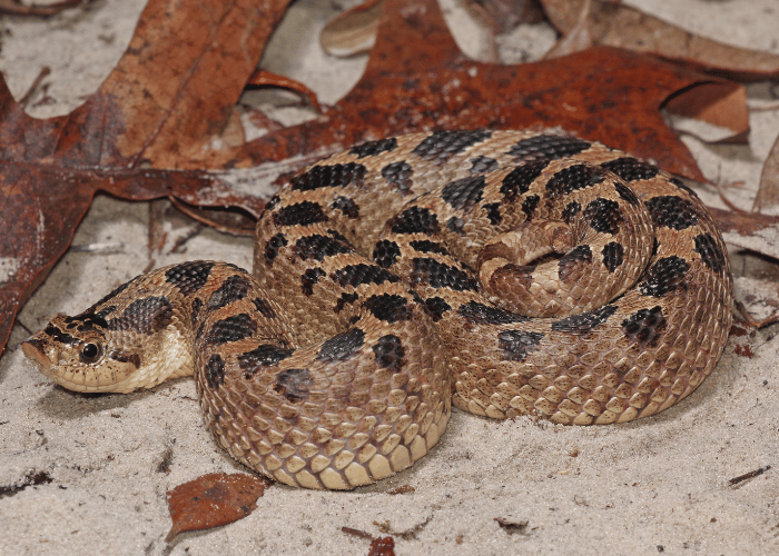 Heterodon zachodni.