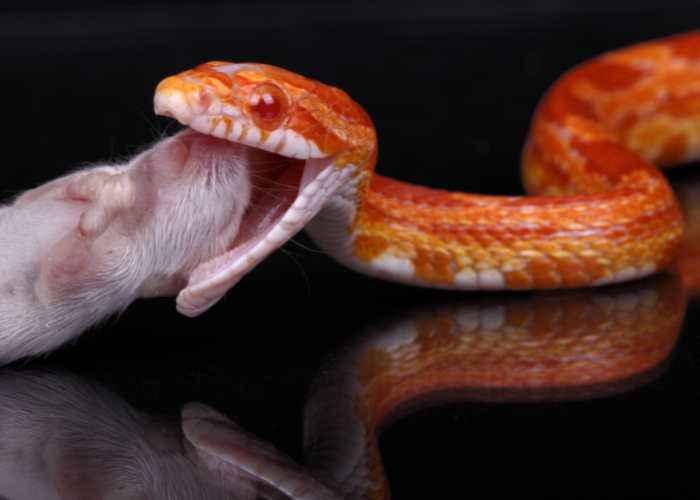 Wąż zbożowy połyka mysz.