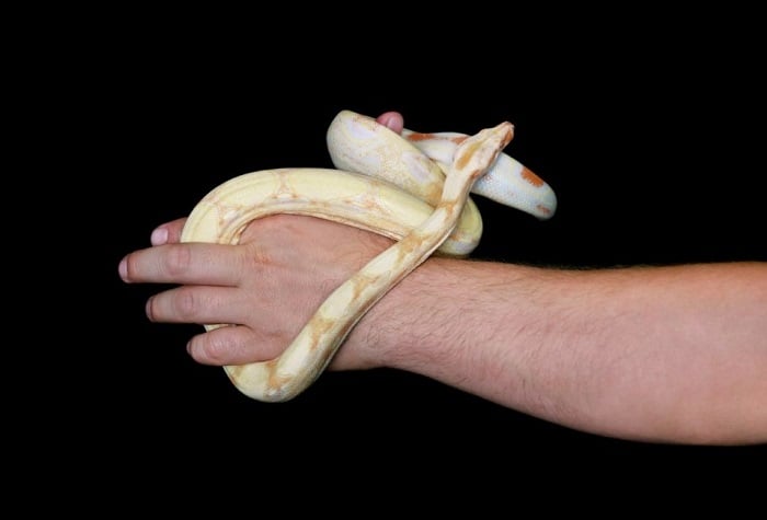 Wąż zbożowy na rękach.